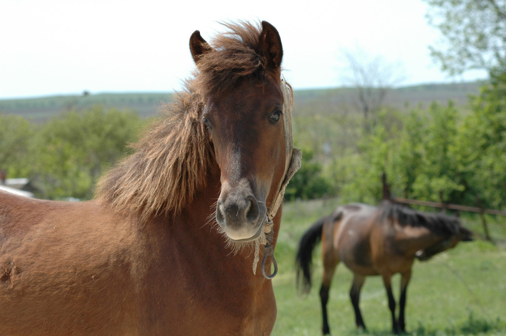 Фотографія А глаза почему-то грустные... / Олег Шебеко / photographers.ua