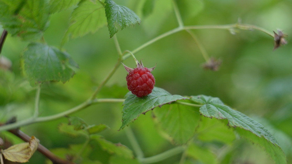 Фотографія Ягодка на блюдечке) / Олег Шебеко / photographers.ua