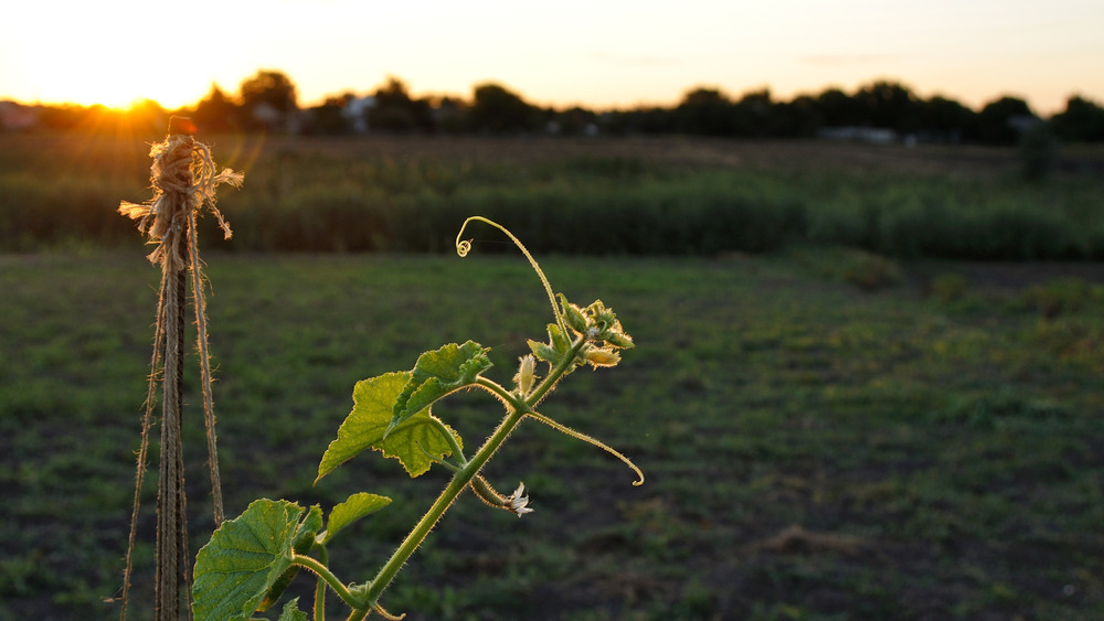 Фотографія Молодой огурчик на закате / Олег Шебеко / photographers.ua