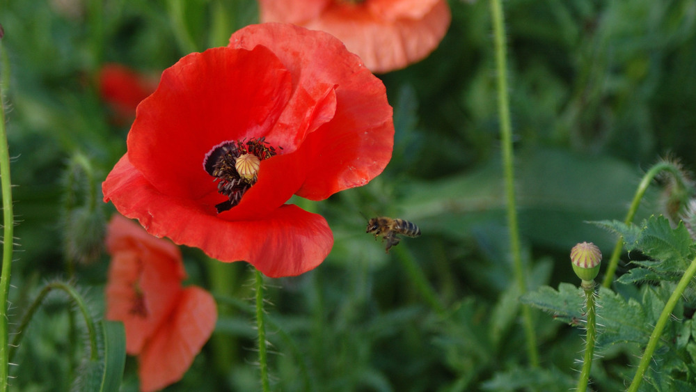Фотографія In fly / Олег Шебеко / photographers.ua