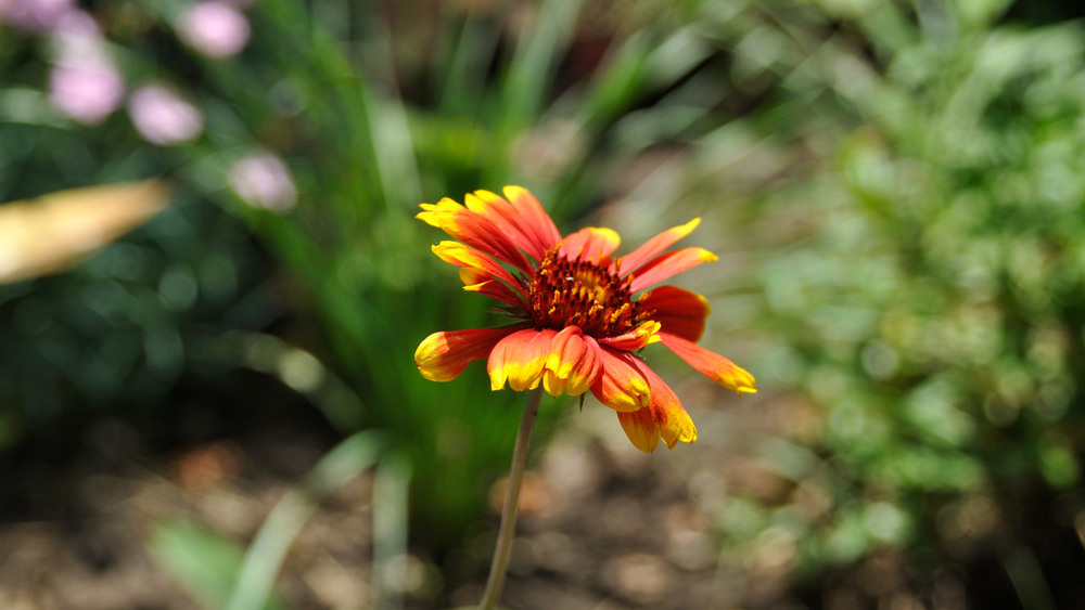 Фотографія Просто цветок... / Олег Шебеко / photographers.ua