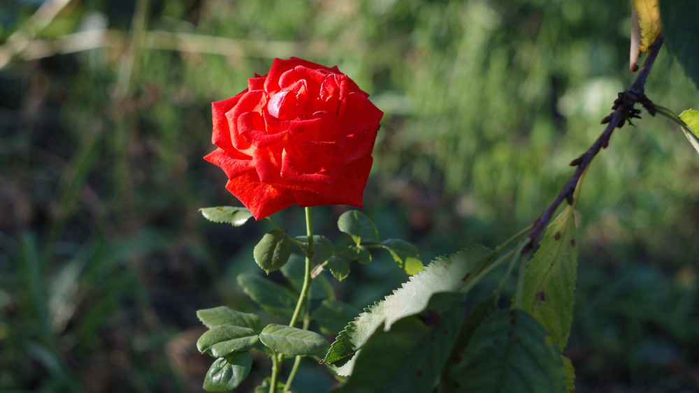 Фотографія Жду своего Маленького принца / Олег Шебеко / photographers.ua