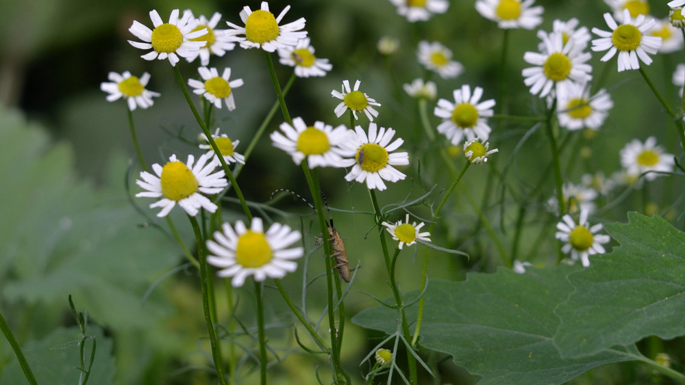Фотографія Сховався :) / Олег Шебеко / photographers.ua