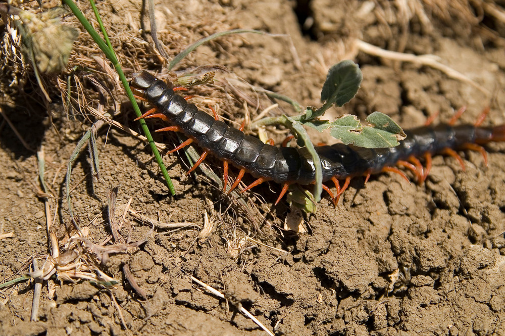 Фотографія Scolopendra крымская / Олег Шебеко / photographers.ua