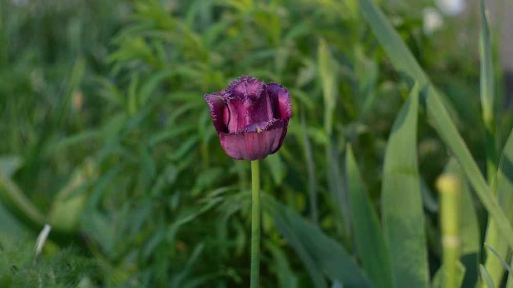 Фотографія Одинокий тюльпанчик / Олег Шебеко / photographers.ua