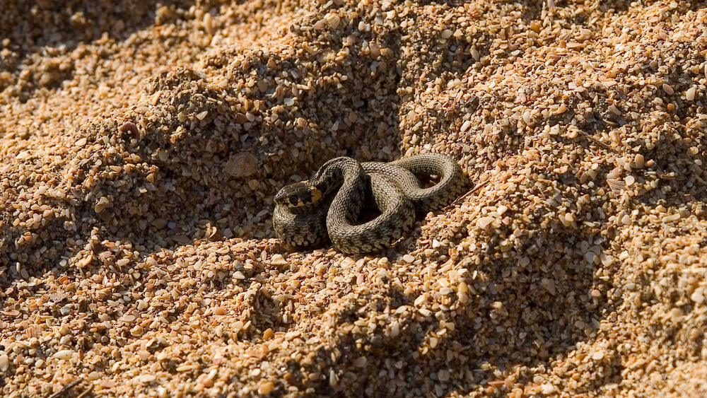Фотографія Попытка остаться незамеченным / Олег Шебеко / photographers.ua