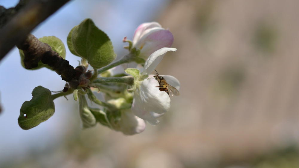 Фотографія И яблоки будут, и мед! / Олег Шебеко / photographers.ua
