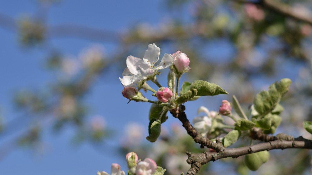 Фотографія Яблони в цвету / Олег Шебеко / photographers.ua