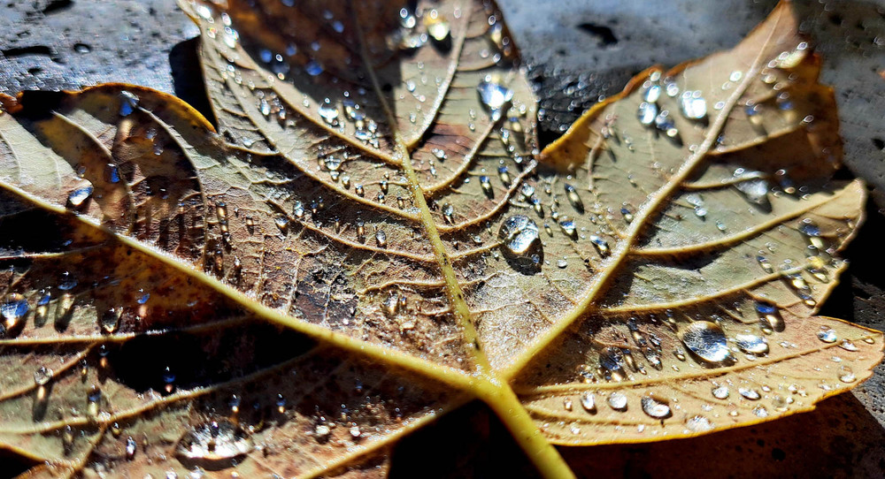 Фотографія Макро / Марина Кулішенко / photographers.ua