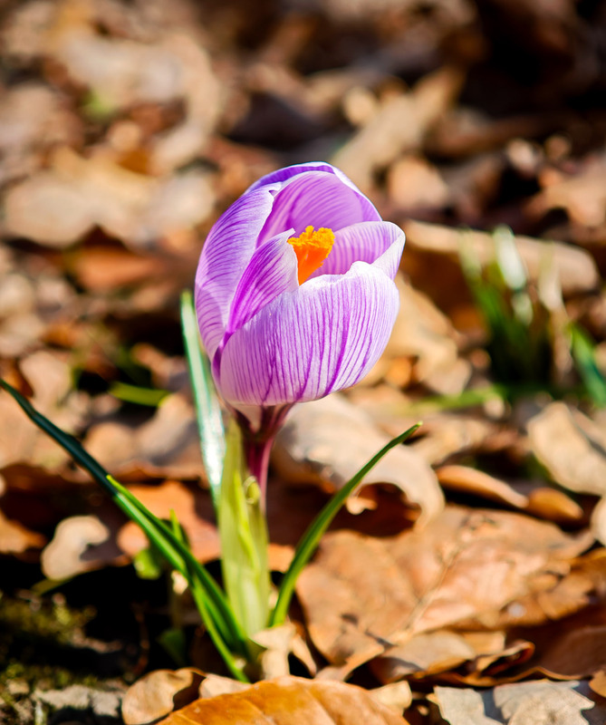 Фотографія Макро / Марина Кулішенко / photographers.ua