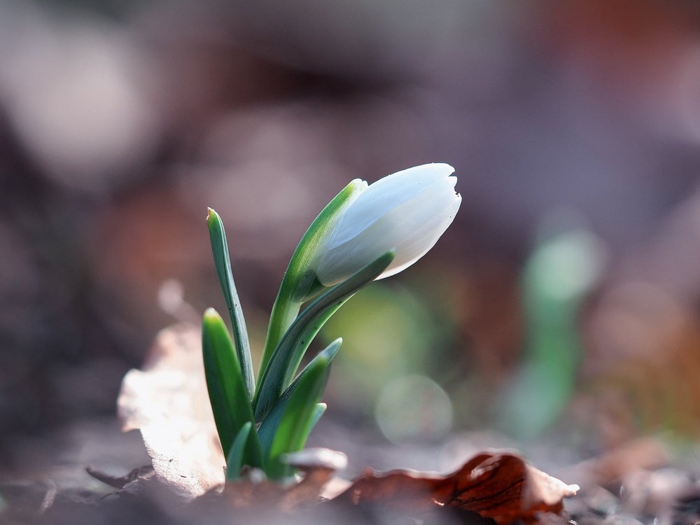 Фотографія Макро / Марина Кулішенко / photographers.ua