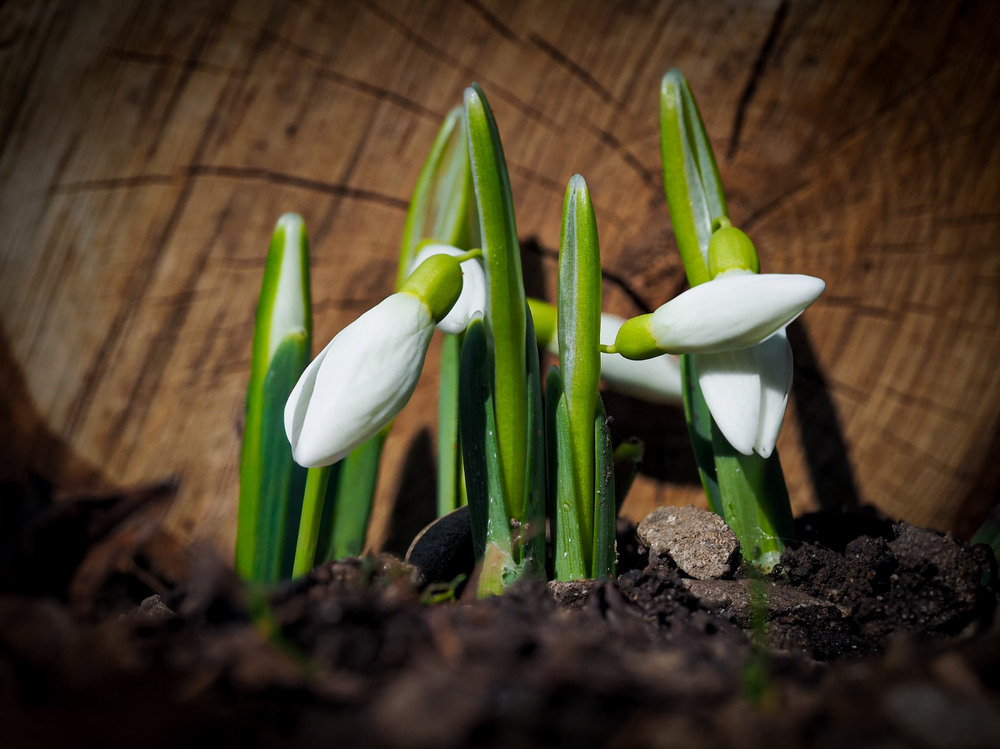 Фотографія Макро / Марина Кулішенко / photographers.ua