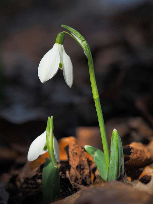 Фотографія Макро / Марина Кулішенко / photographers.ua
