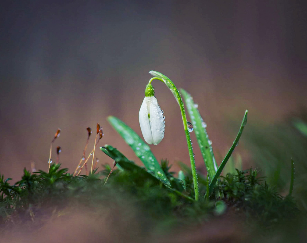 Фотографія Макро / Марина Кулішенко / photographers.ua