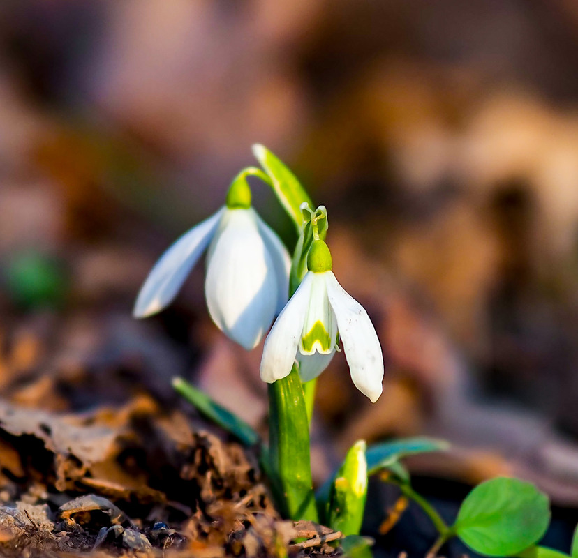 Фотографія Макро / Марина Кулішенко / photographers.ua