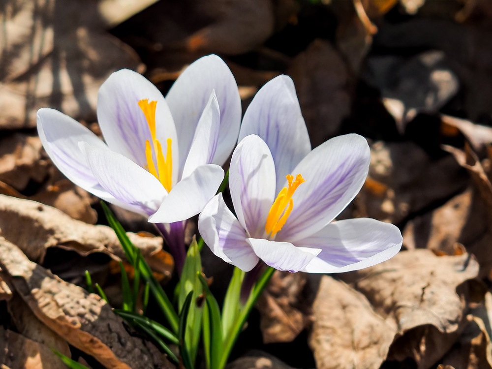 Фотографія Макро / Марина Кулішенко / photographers.ua