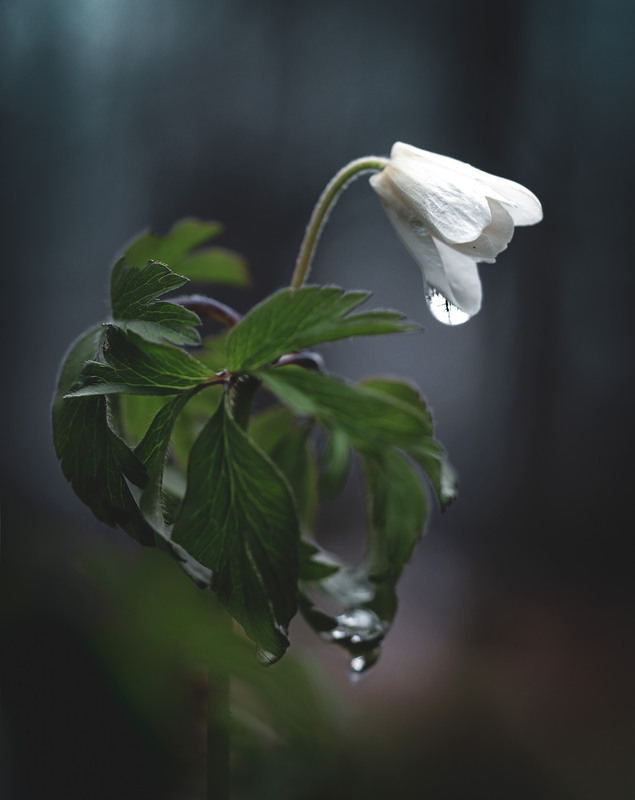 Фотографія Макро / Марина Кулішенко / photographers.ua