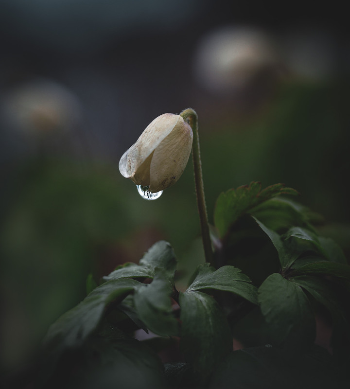 Фотографія Макро / Марина Кулішенко / photographers.ua