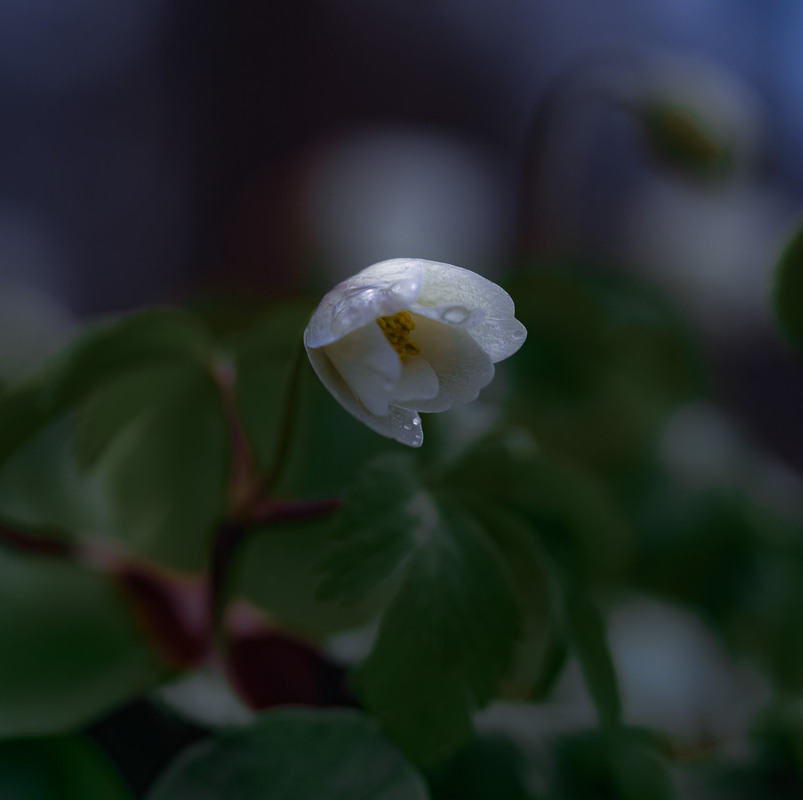 Фотографія Макро / Марина Кулішенко / photographers.ua