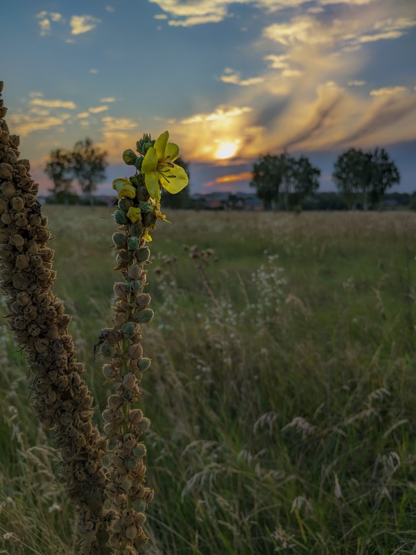 Фотографія Макро / Serhii Skolota / photographers.ua