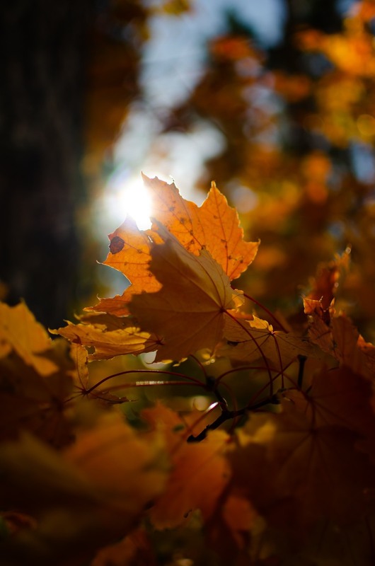 Фотографія Разное / Serhii Skolota / photographers.ua