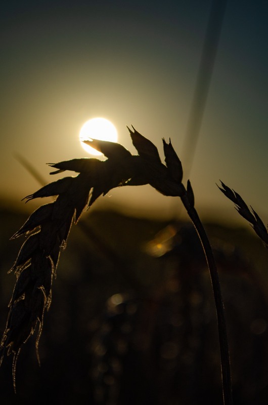 Фотографія Макро / Serhii Skolota / photographers.ua