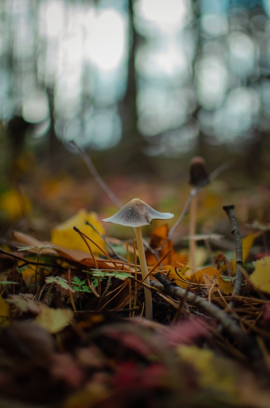 Фотографія Макро / Serhii Skolota / photographers.ua