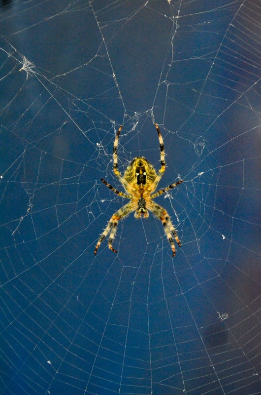 Фотографія Макро / Serhii Skolota / photographers.ua