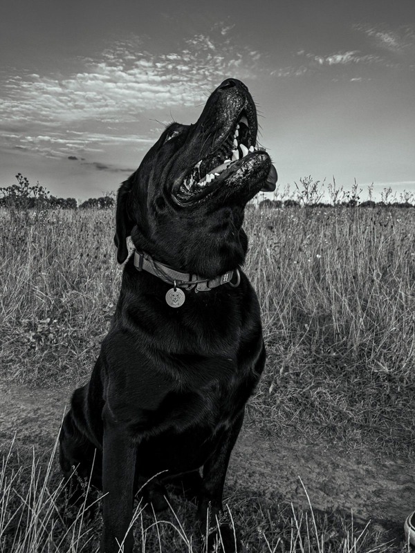 Фотографія Животные / Serhii Skolota / photographers.ua