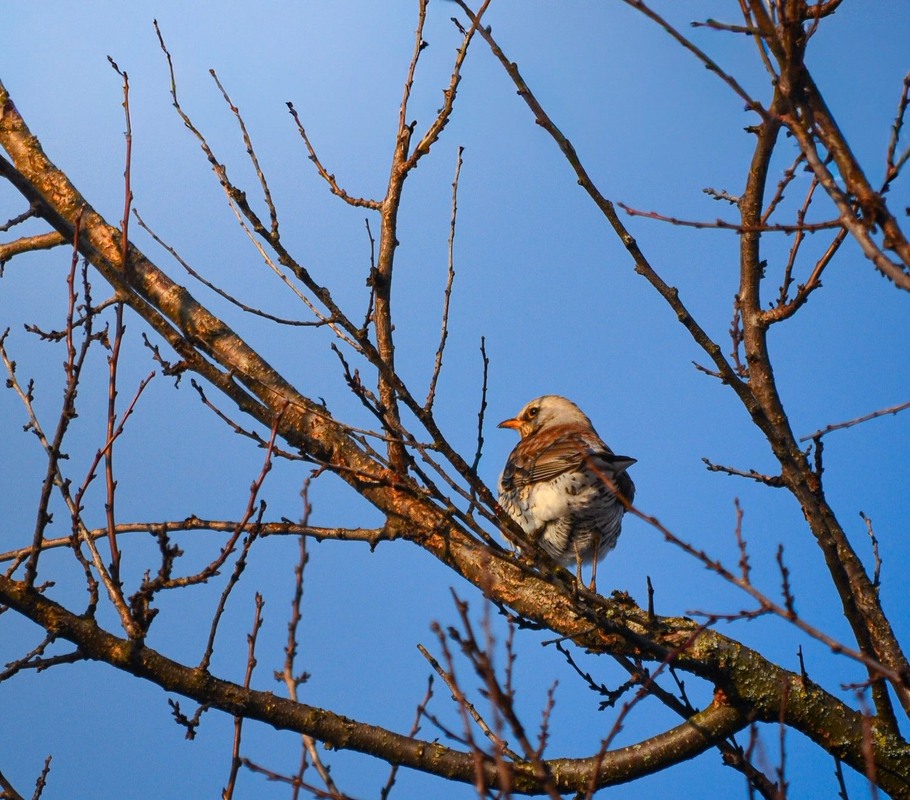Фотографія Спроба пера) / Serhii Skolota / photographers.ua