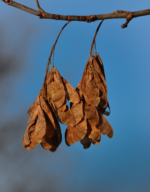 Фотографія Макро / Serhii Skolota / photographers.ua