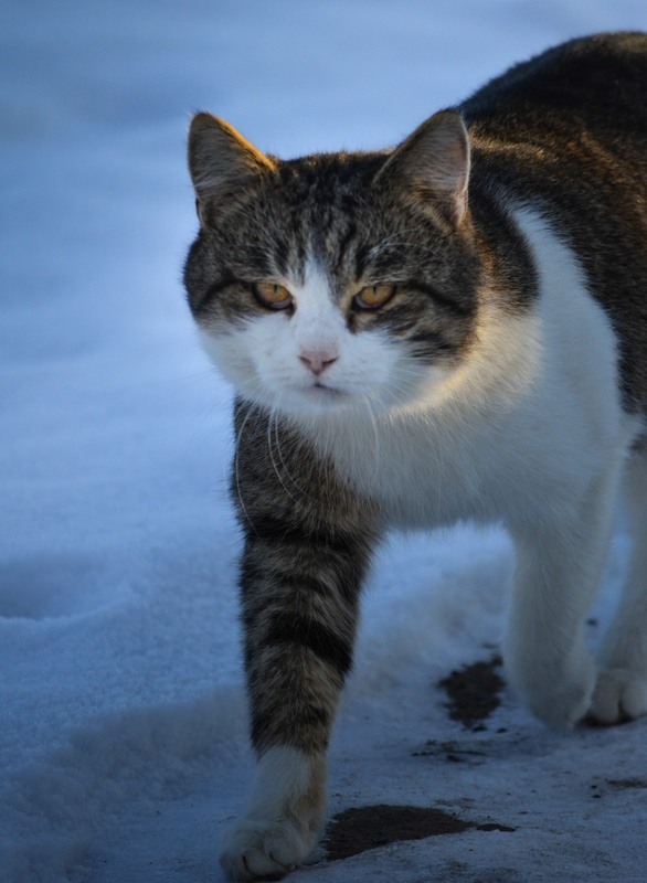 Фотографія Рішучість / Serhii Skolota / photographers.ua