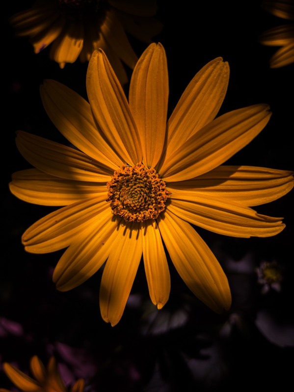 Фотографія Макро / Serhii Skolota / photographers.ua