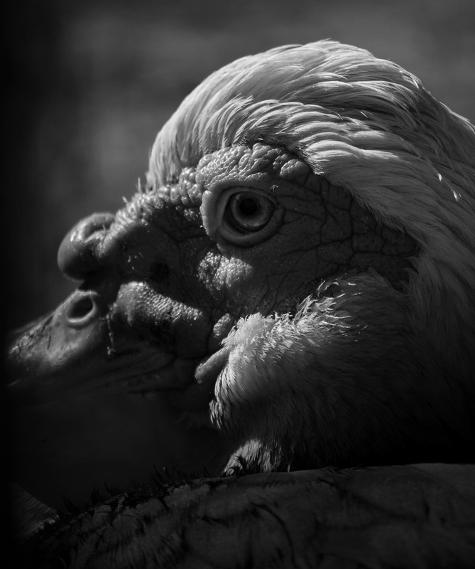 Фотографія Животные / Serhii Skolota / photographers.ua