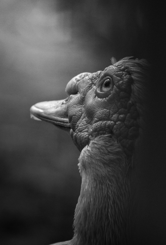 Фотографія Животные / Serhii Skolota / photographers.ua