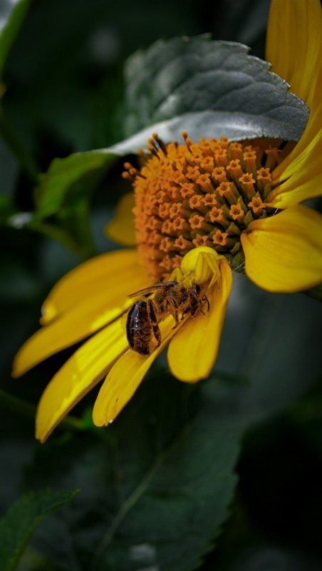 Фотографія Триллер серед пелюсток / Serhii Skolota / photographers.ua