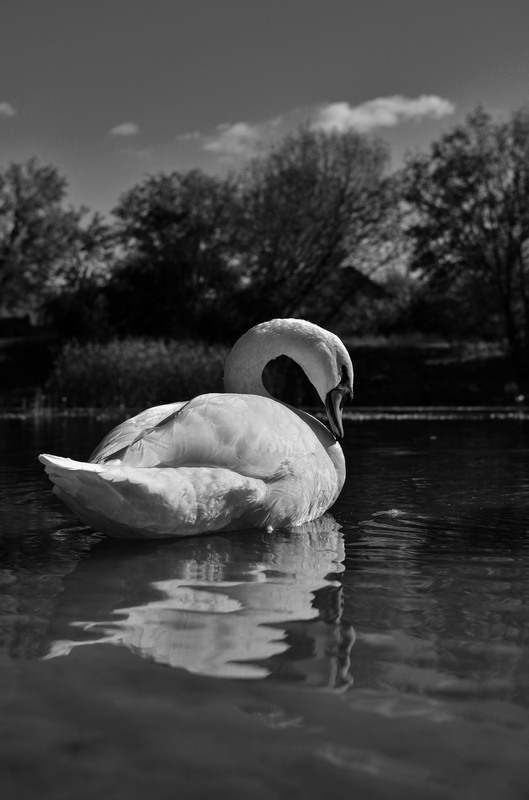 Фотографія Біла грація / Serhii Skolota / photographers.ua
