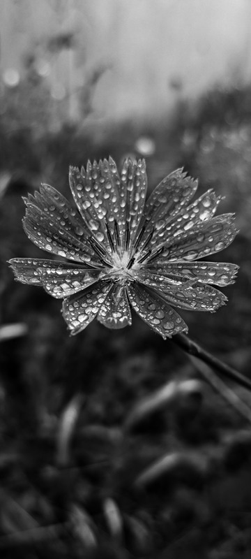 Фотографія Осіння тиша на пелюстках / Serhii Skolota / photographers.ua