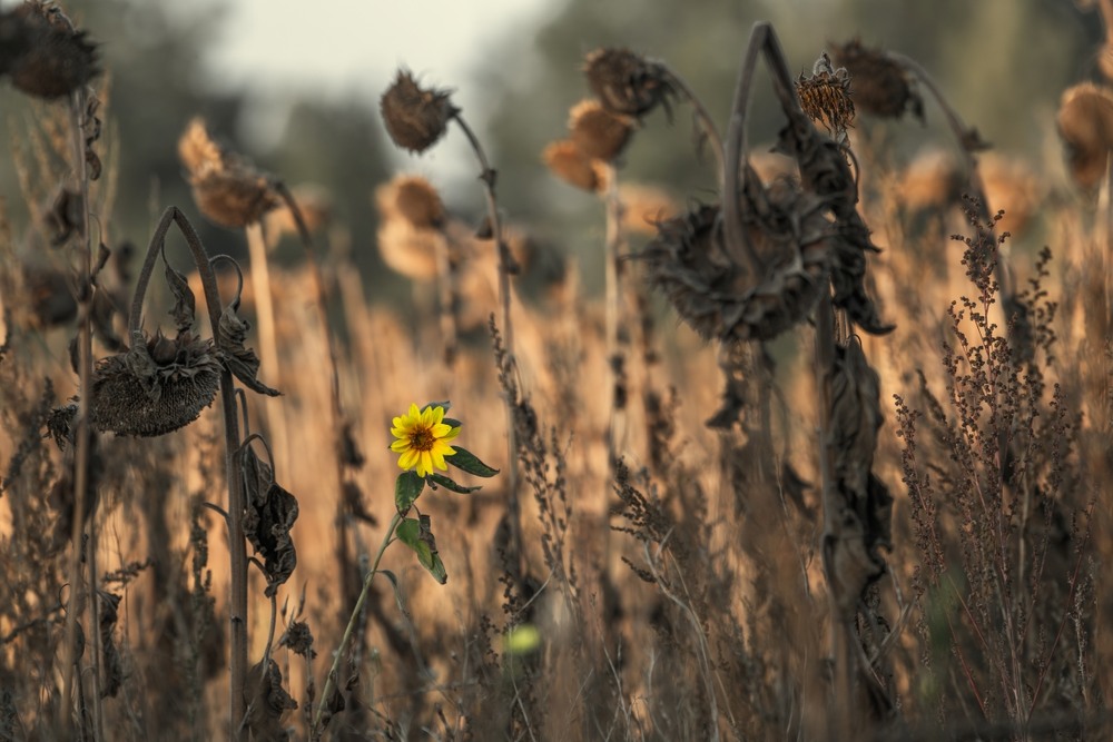 Фотографія Серед втомлених ... / Олександр Ярмошевич / photographers.ua