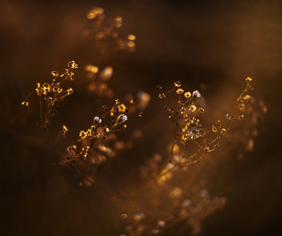 Фотографія Пилок світла … / Олександр Ярмошевич / photographers.ua