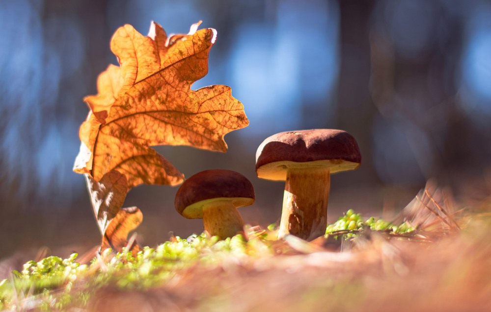 Фотографія Макро / Олександр Ярмошевич / photographers.ua