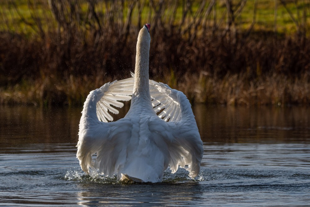 Фотографія Животные / Олександр Ярмошевич / photographers.ua