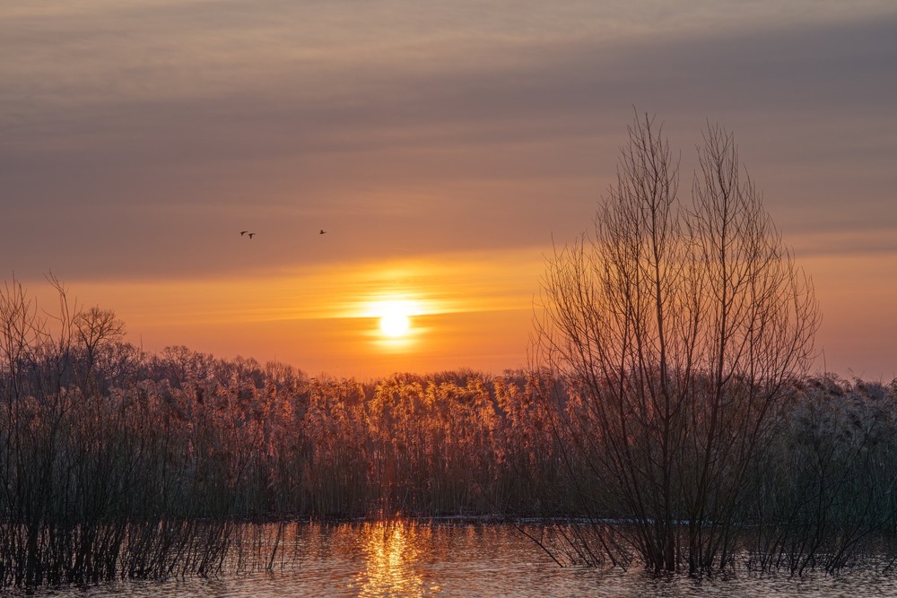 Фотографія А вже весна, а вже красна... / Олександр Ярмошевич / photographers.ua