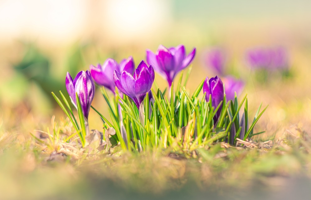 Фотографія Крокуси … / Олександр Ярмошевич / photographers.ua