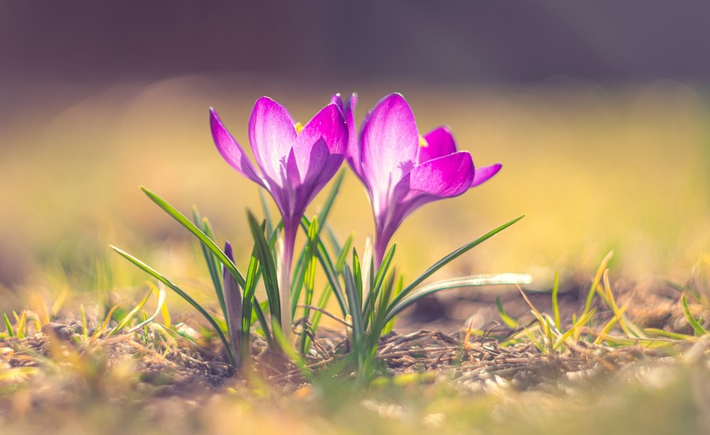 Фотографія Макро / Олександр Ярмошевич / photographers.ua