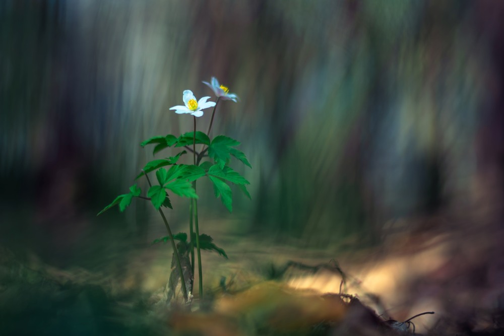 Фотографія Макро / Олександр Ярмошевич / photographers.ua