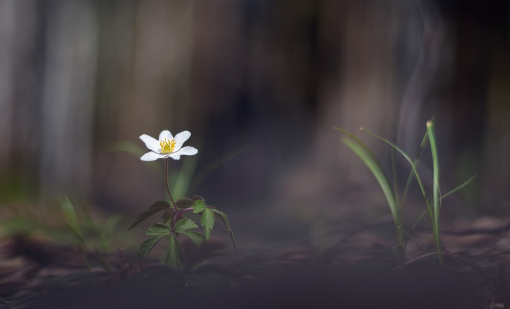 Фотографія Макро / Олександр Ярмошевич / photographers.ua