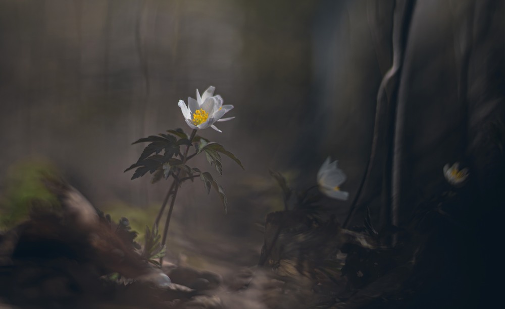 Фотографія Макро / Олександр Ярмошевич / photographers.ua