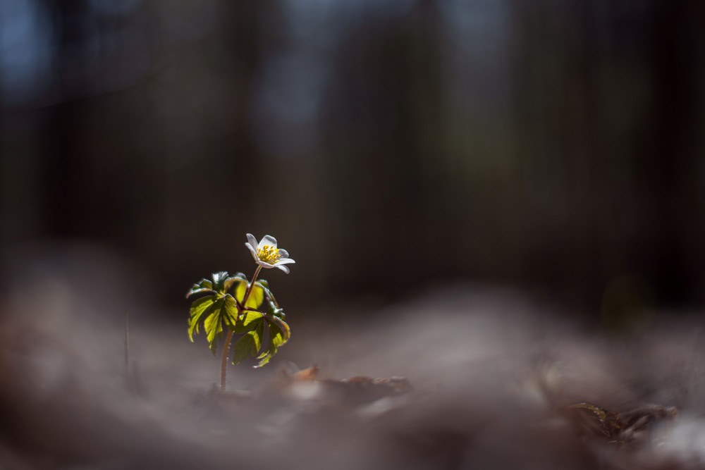 Фотографія Макро / Олександр Ярмошевич / photographers.ua