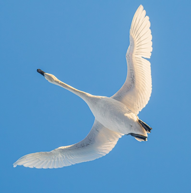 Фотографія Животные / Олександр Ярмошевич / photographers.ua